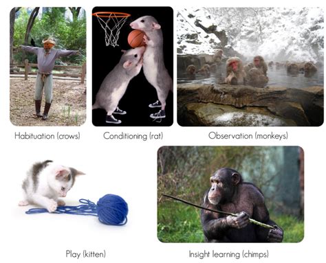 example of human are similar to animals in theirbehavior